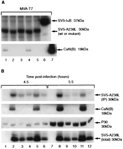 FIG. 5