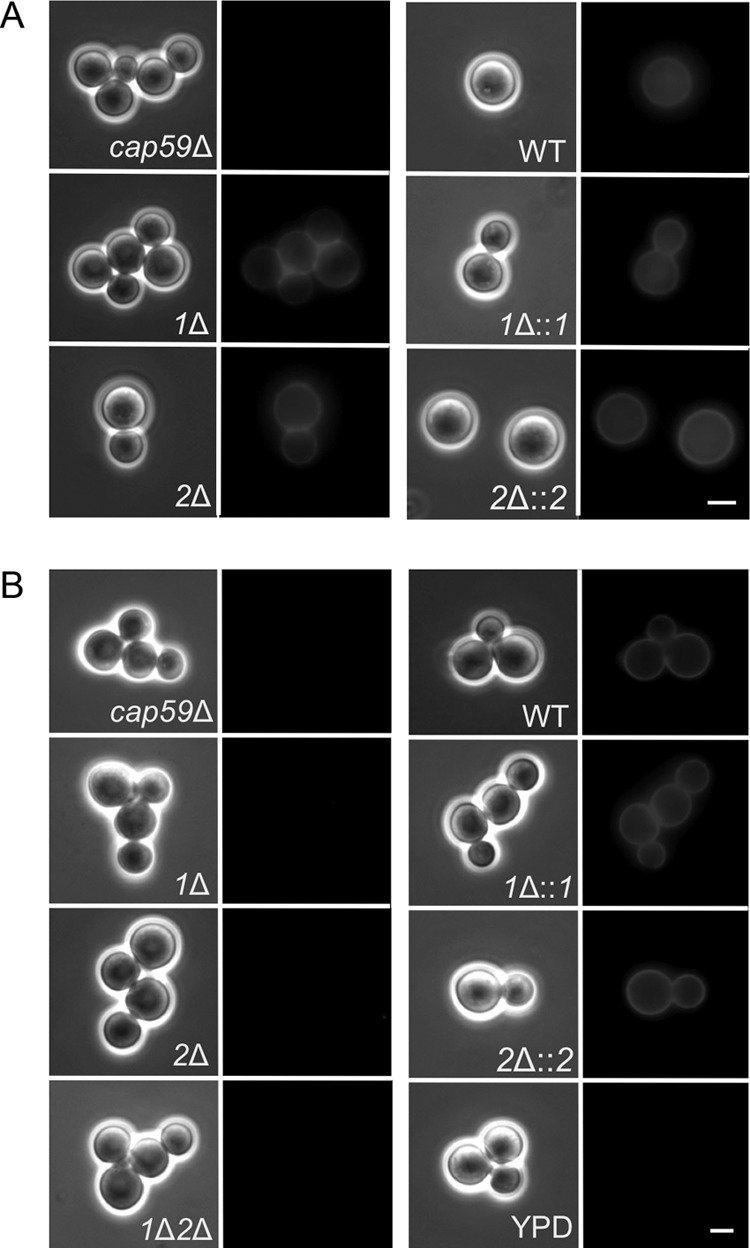 FIG 2