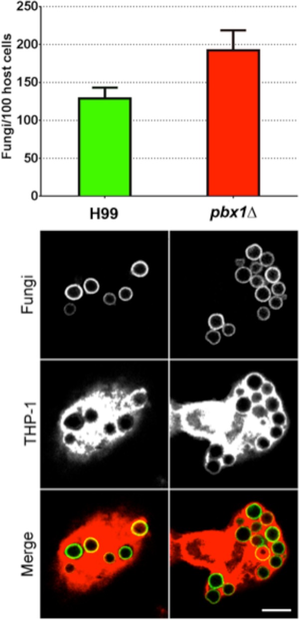 FIG 11