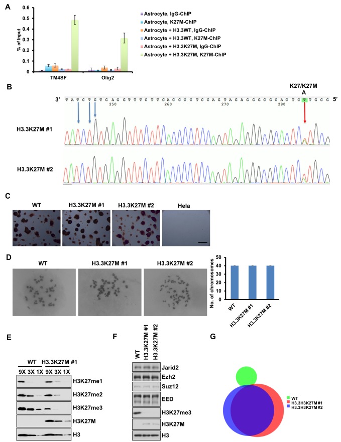 Figure 1—figure supplement 1.