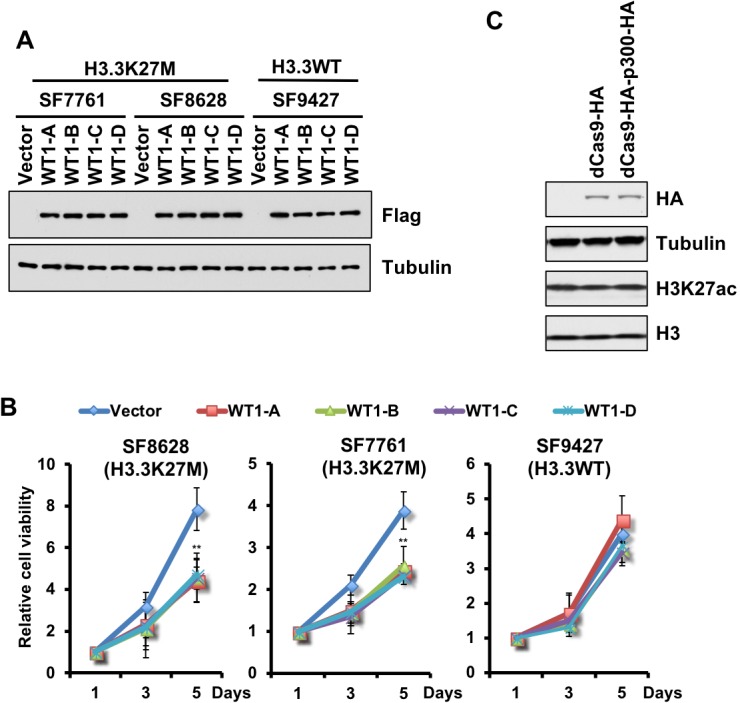 Figure 5—figure supplement 1.