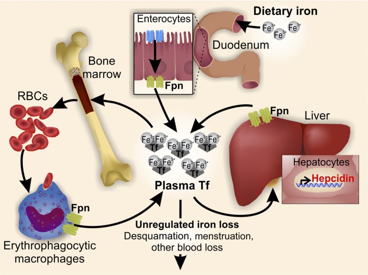 FIGURE 1