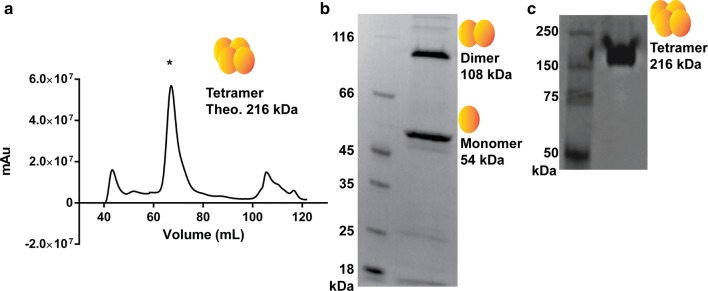 Fig. 1