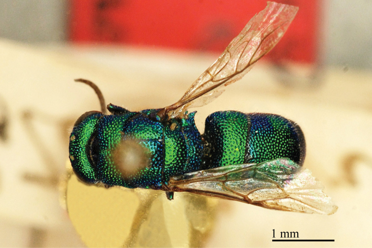 Figure 5.