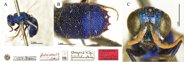 Plate 19.