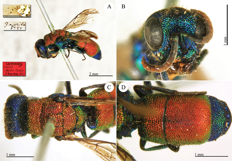 Plate 13.