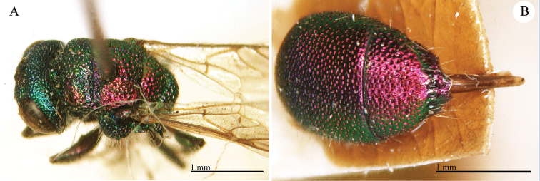 Plate 7.