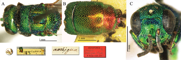 Plate 3.