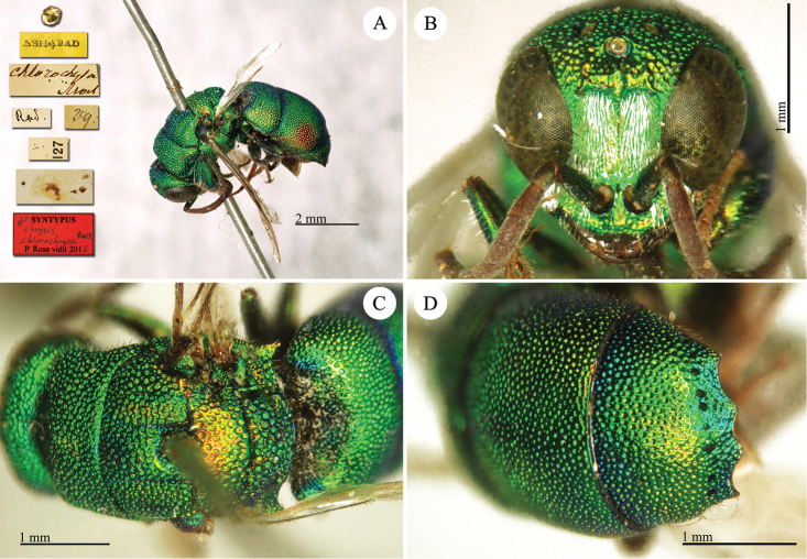 Plate 11.