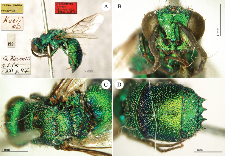 Plate 24.