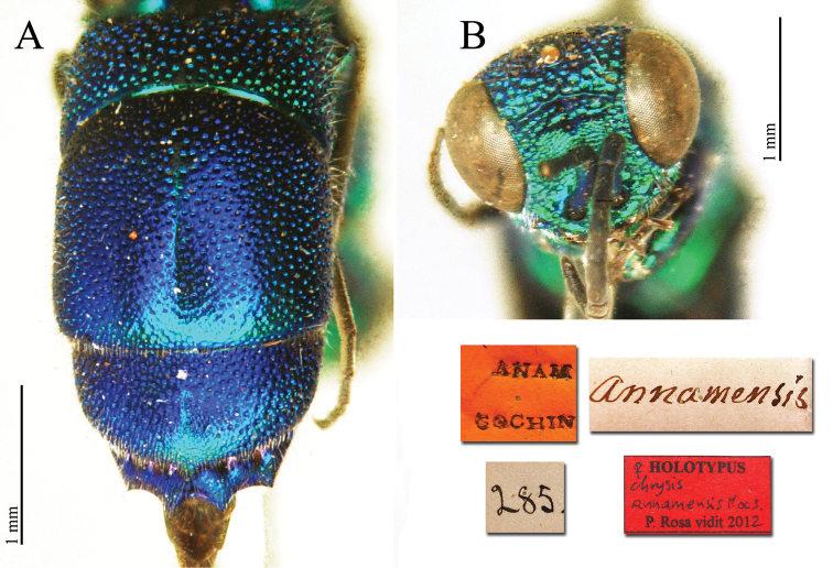 Plate 6.