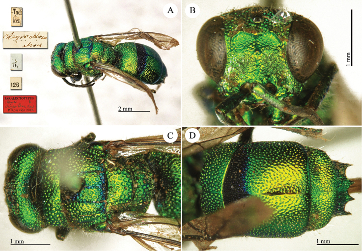 Plate 12.