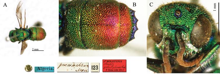 Plate 32.