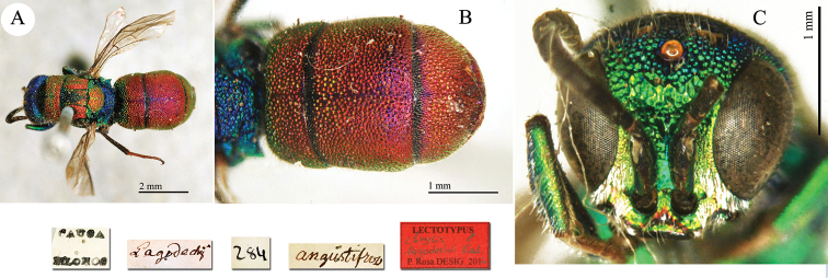 Plate 25.