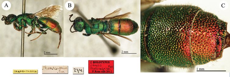 Plate 46.