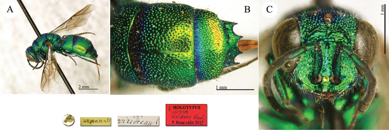 Plate 51.