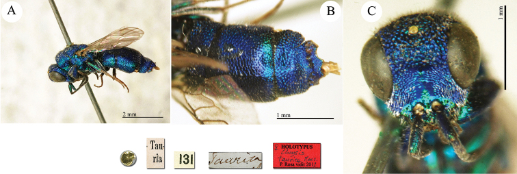 Plate 43.