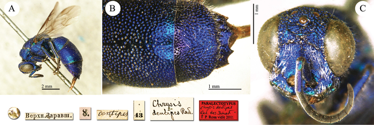 Plate 15.