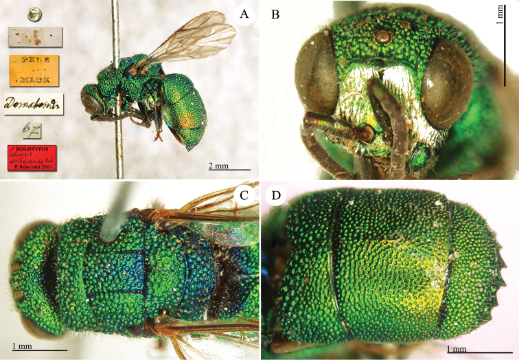 Plate 14.