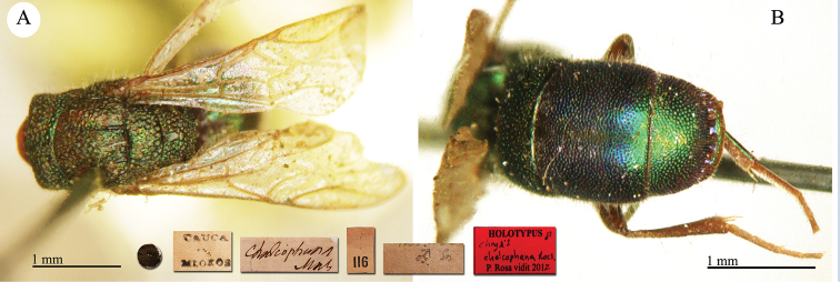Plate 10.