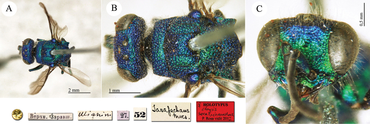 Plate 36.