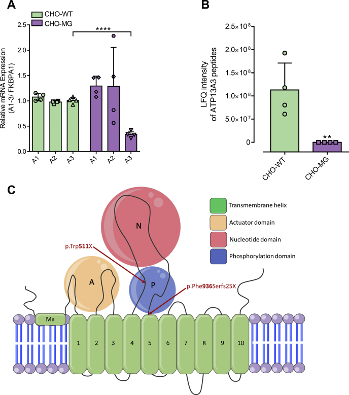 Figure 2