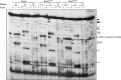 Figure 5—figure supplement 1.