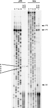 Figure 1—figure supplement 1.