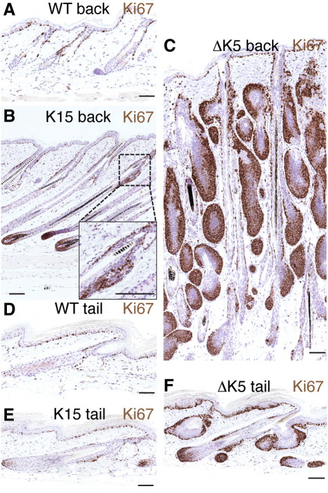 Fig. 6