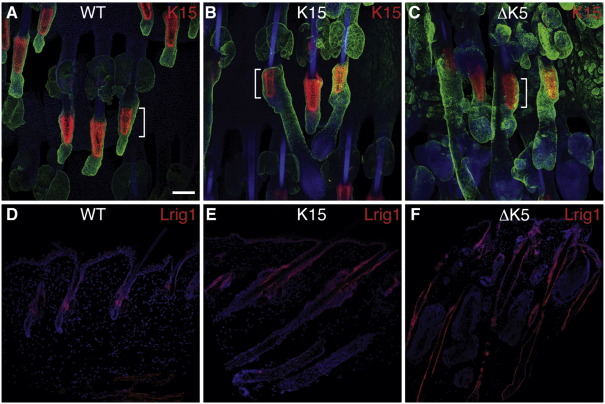 Fig. 9