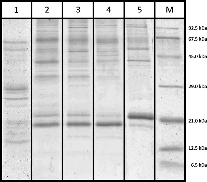 Fig. 5