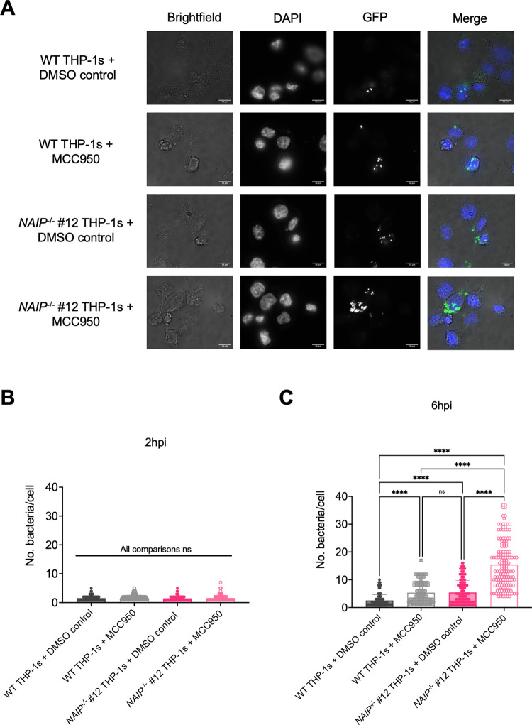 Fig 6