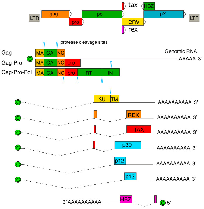 Figure 2