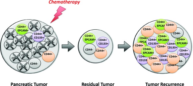 Targeting CD44 as a novel therapeutic approach for treating pancreatic ...