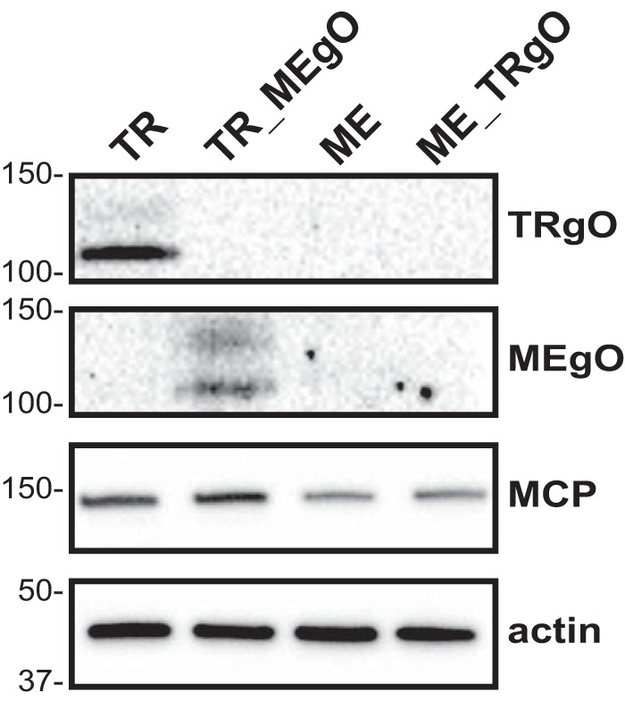 FIG 5