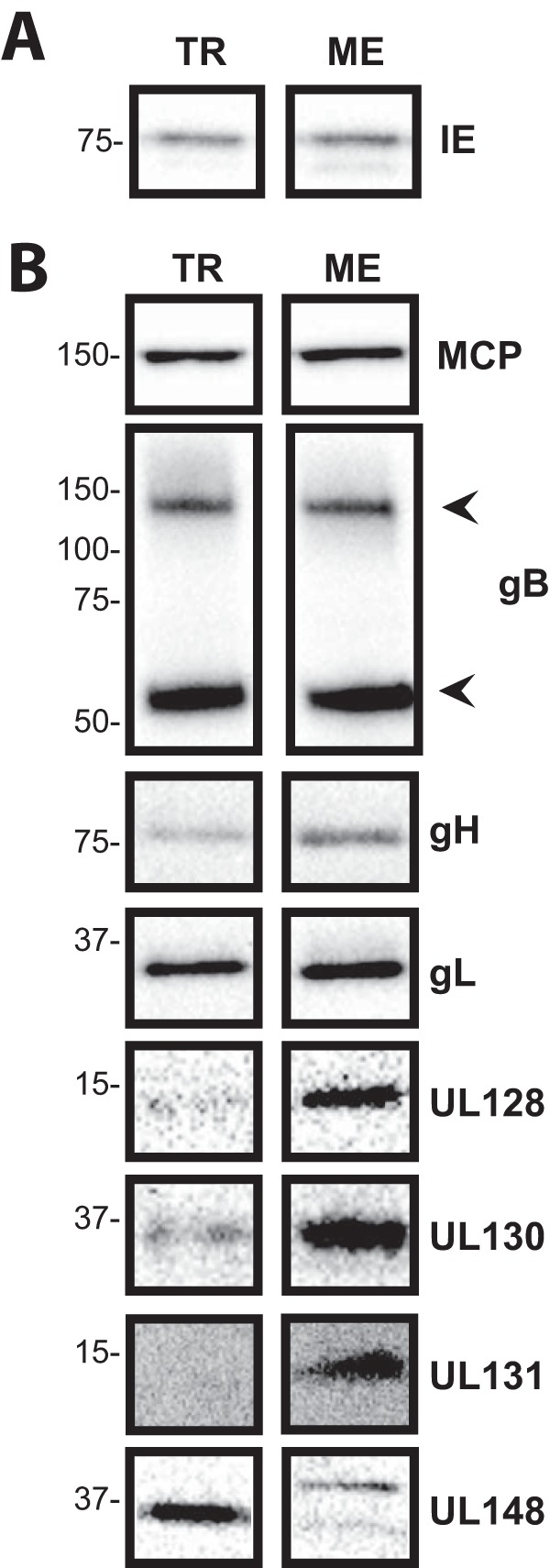 FIG 1