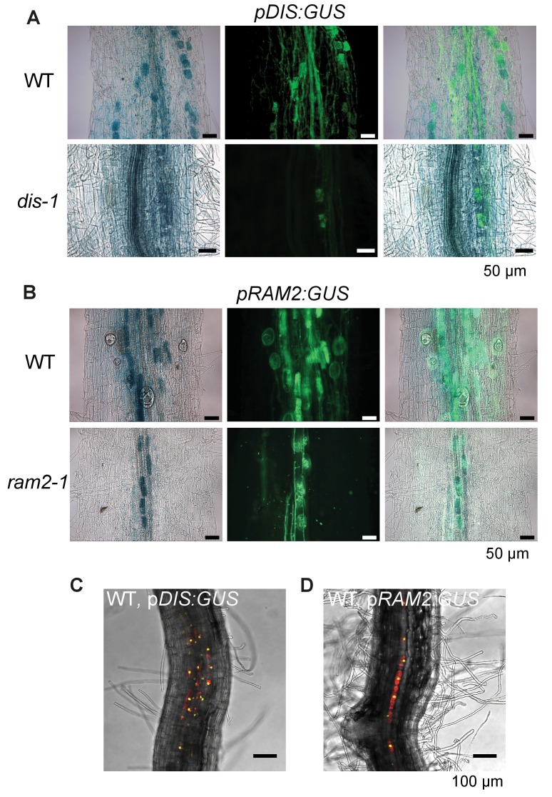 Figure 2—figure supplement 1.