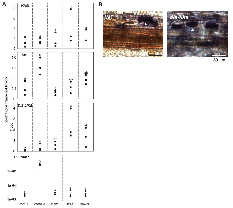 Figure 3—figure supplement 1.