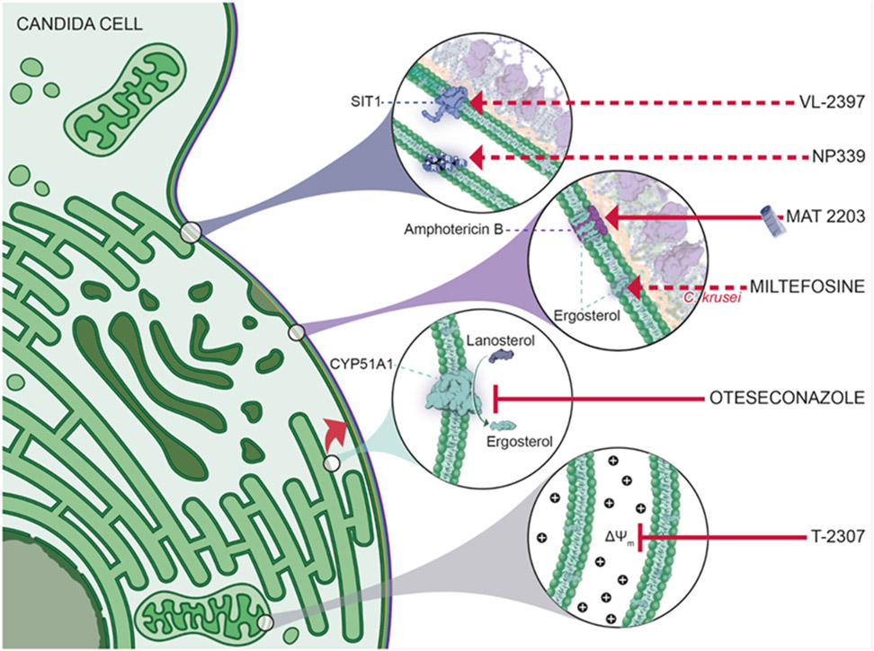 Figure 1: