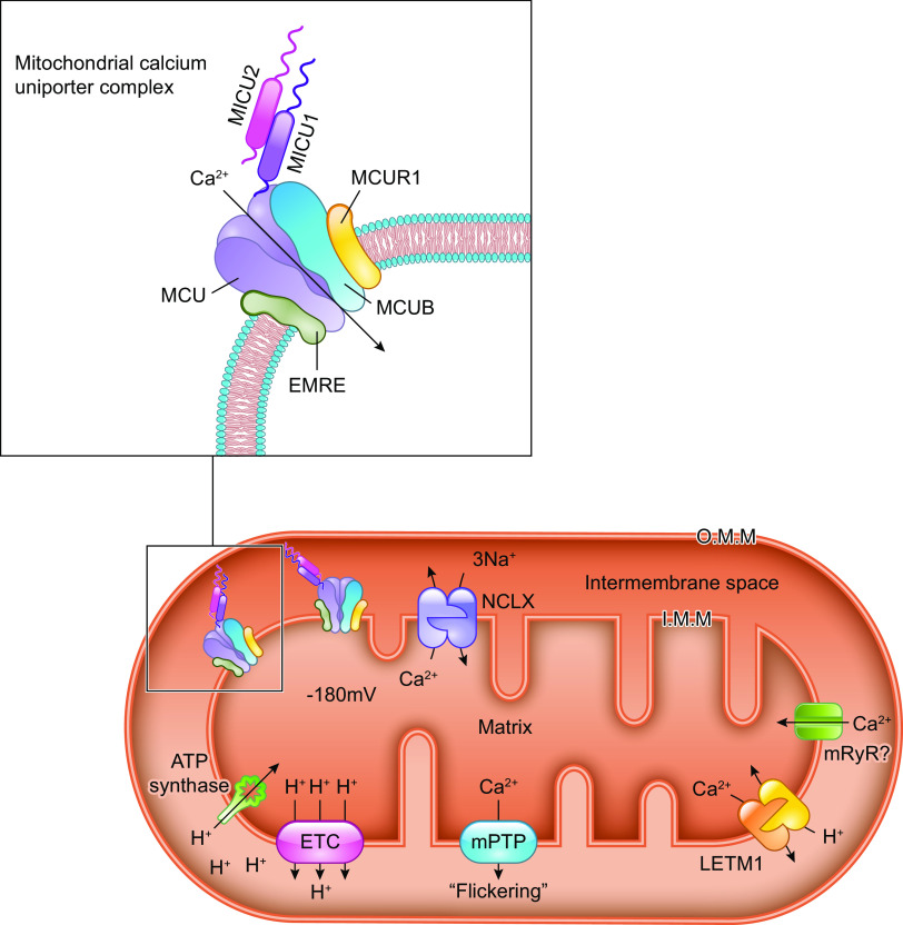 FIGURE 1.