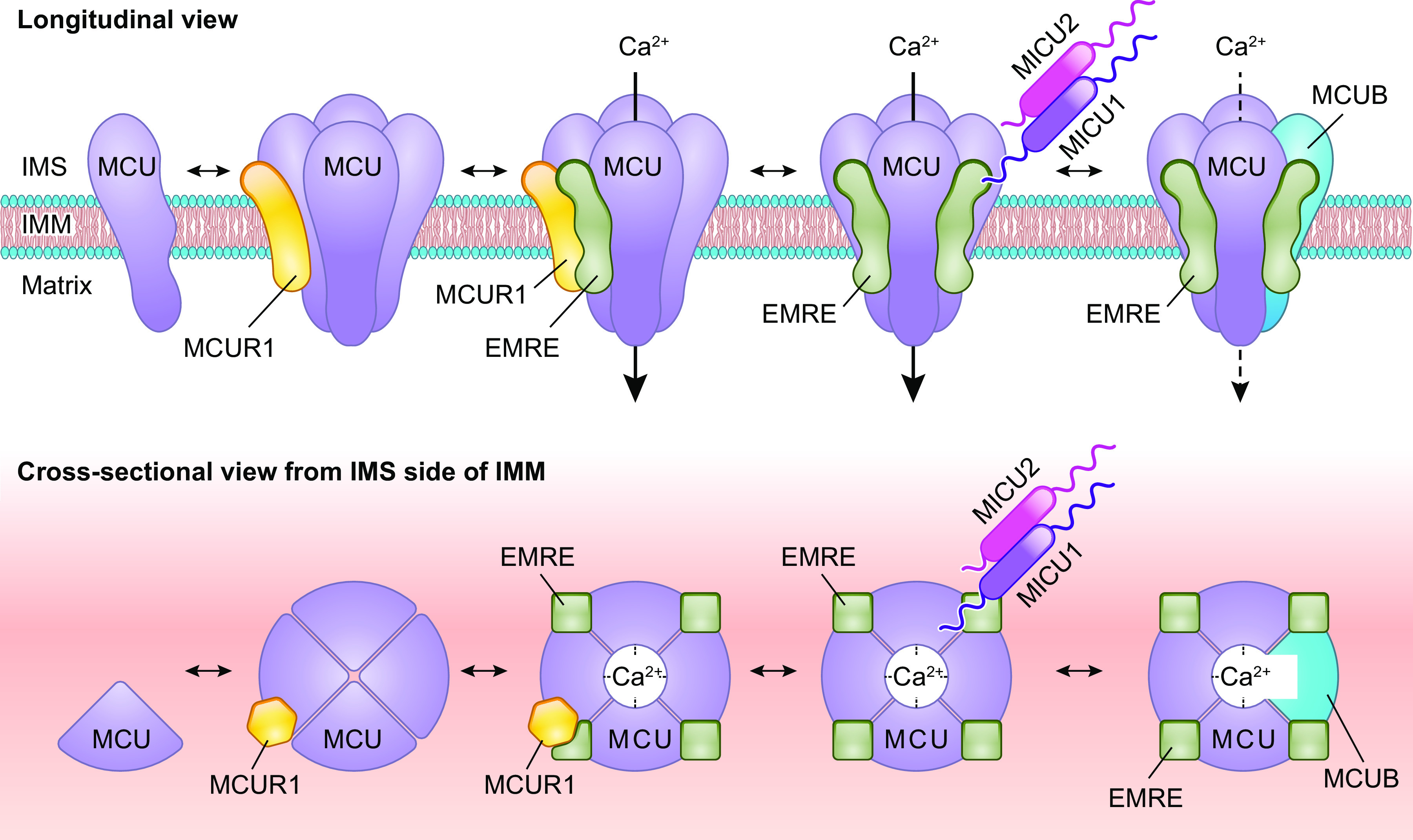 FIGURE 2.