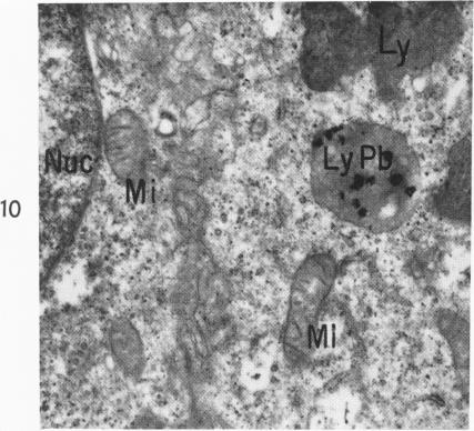 Fig. 10