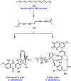 Figure 32.