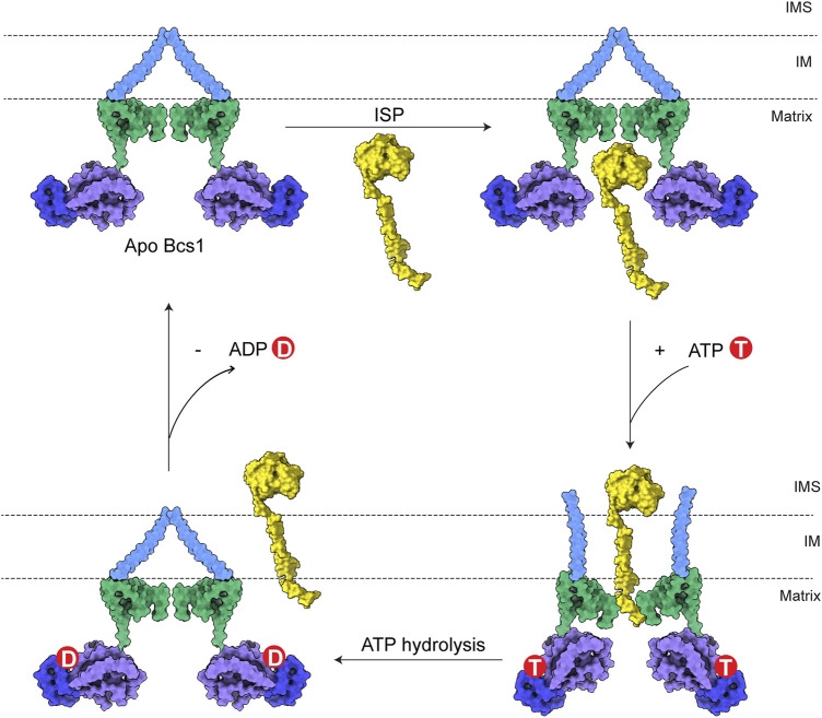 FIGURE 4