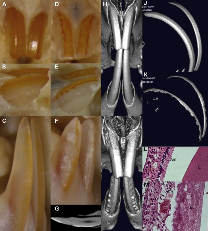 Figure 4.