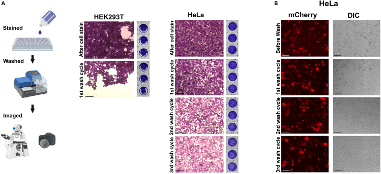 Figure 2
