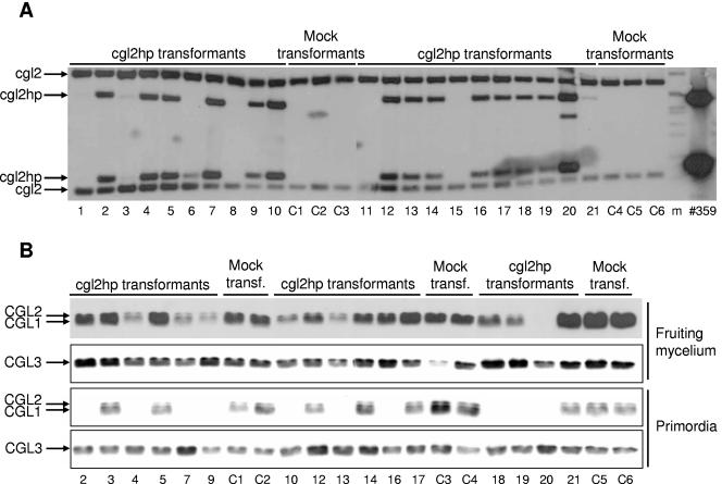 FIG. 4.