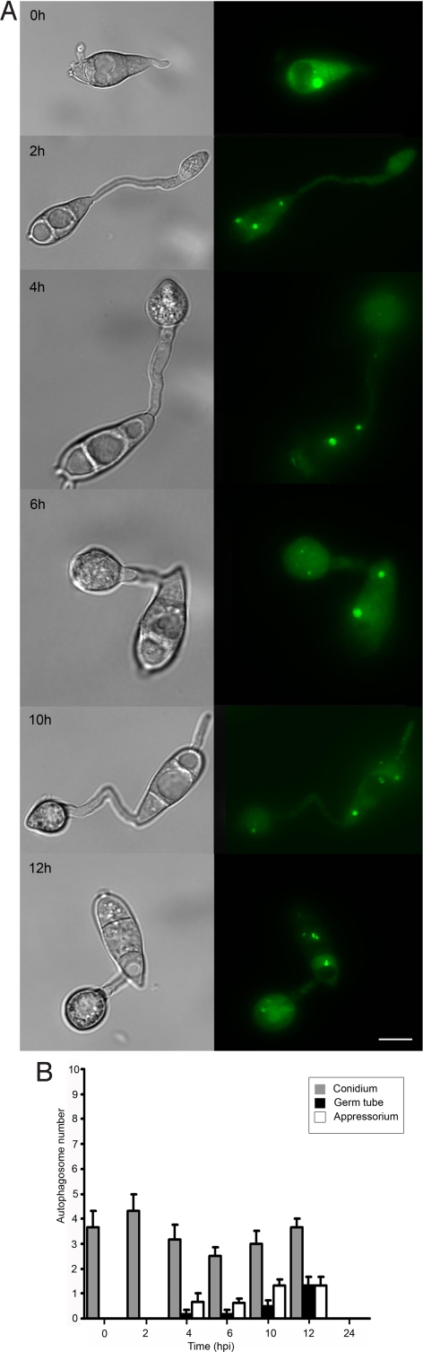 Fig. 2.