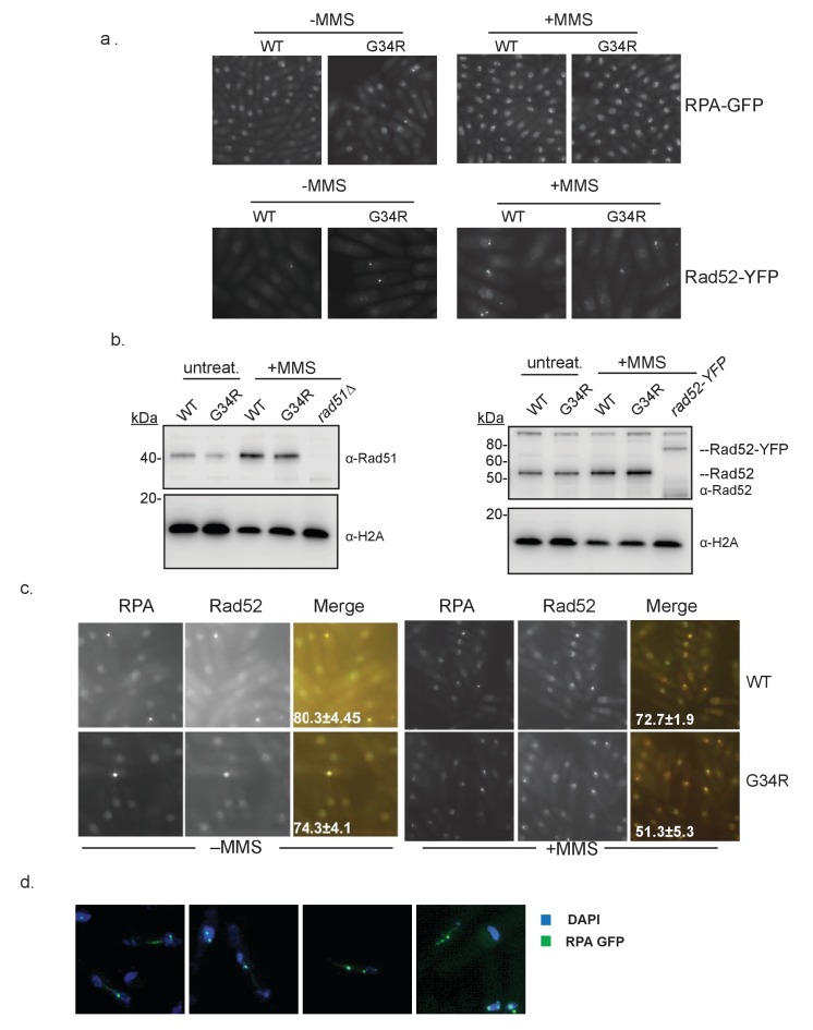 Figure 6—figure supplement 3.