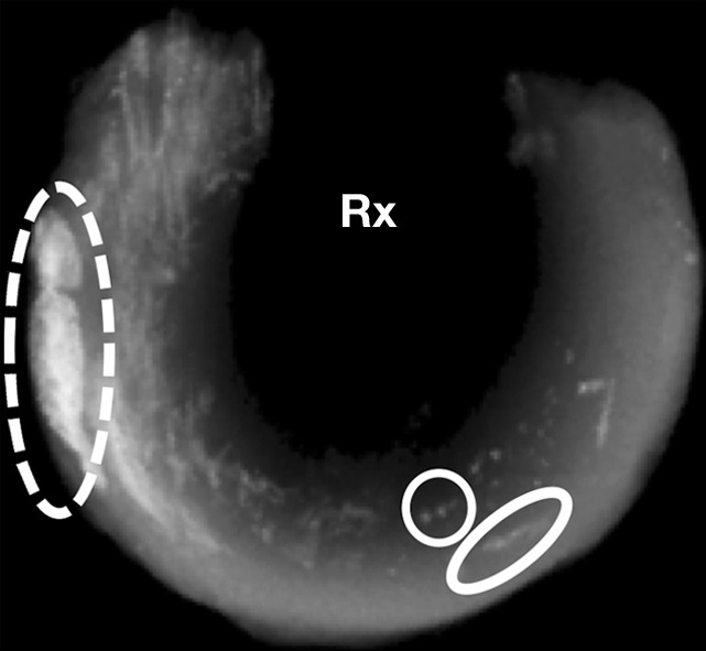 Figure 5a: